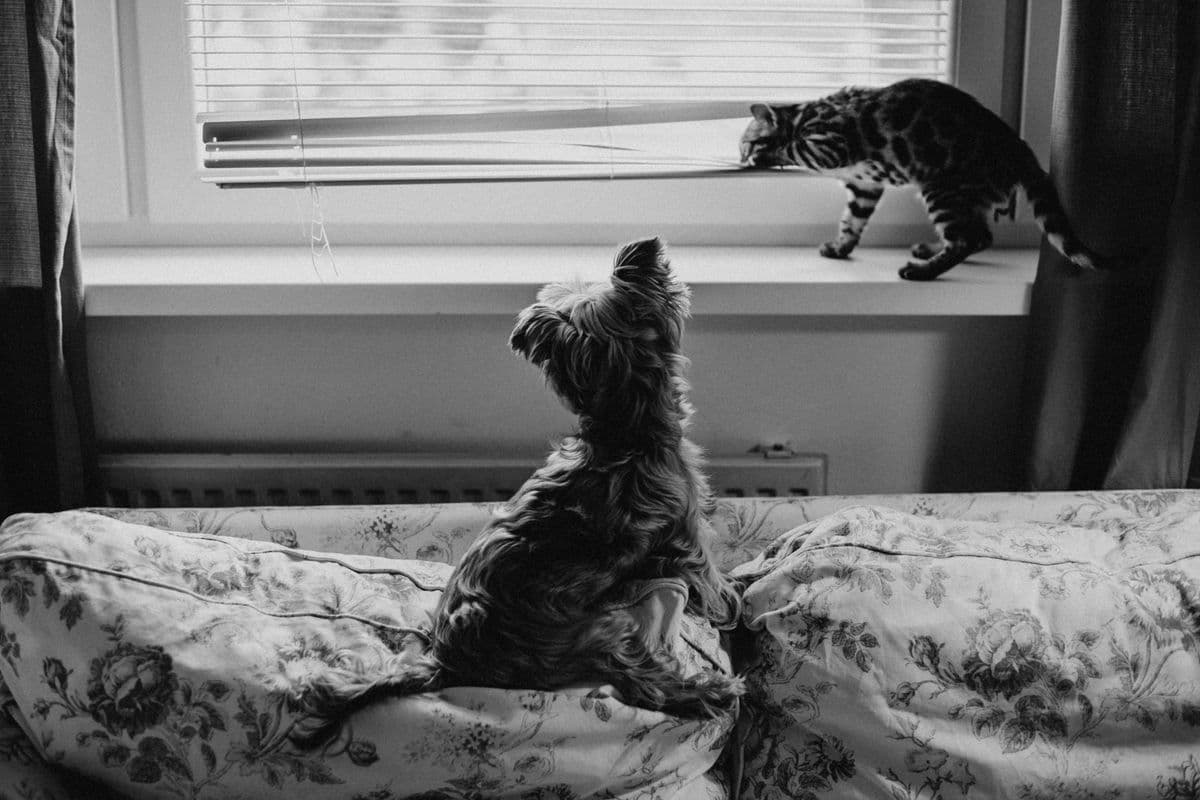 A small terrier and a cat sitting together on a sofa indoors