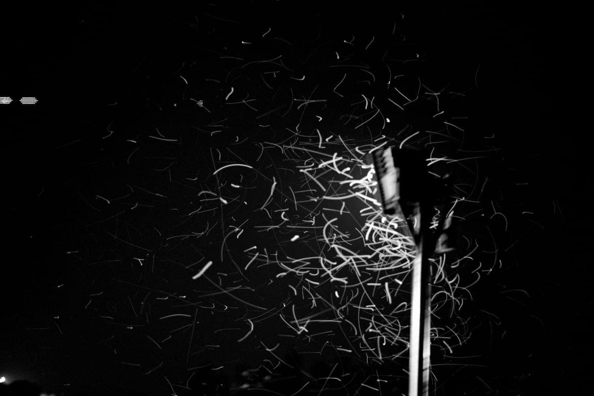 Motion-blurred insects around a streetlight, in black and white