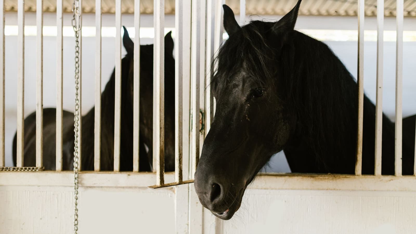 A black horse looking out over a stall door inside a barn