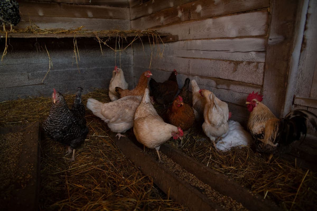 Chickens pecking at hay inside a rustic wooden chicken coop
