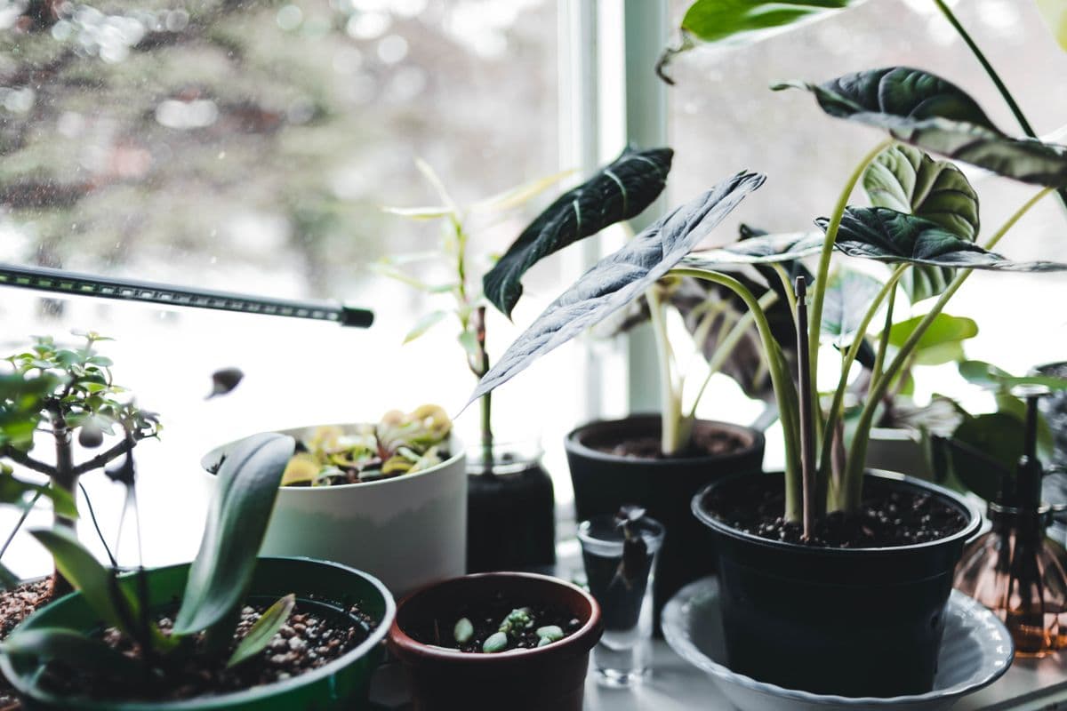 A collection of potted plants on a bright windowsill