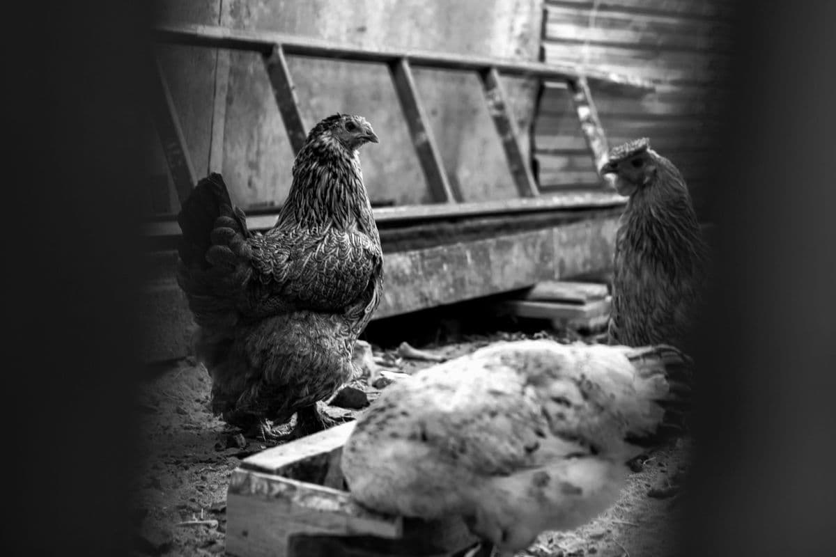 Hens feeding and strolling inside a wooden hen house