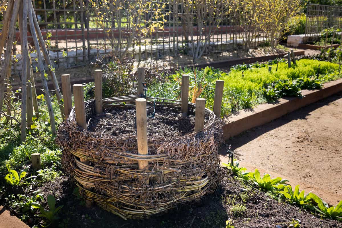 A woven compost bin in a sunlit garden