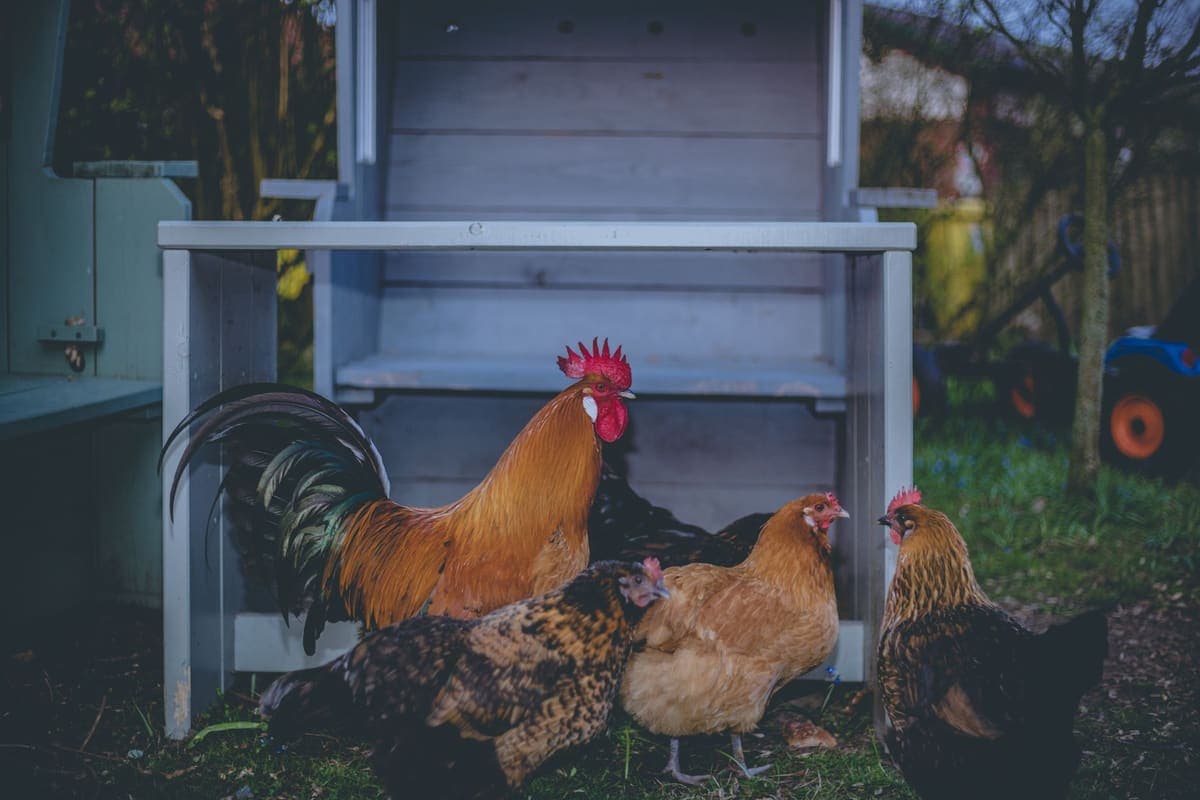 A rooster and hens gathered near a barn outdoors on a farm