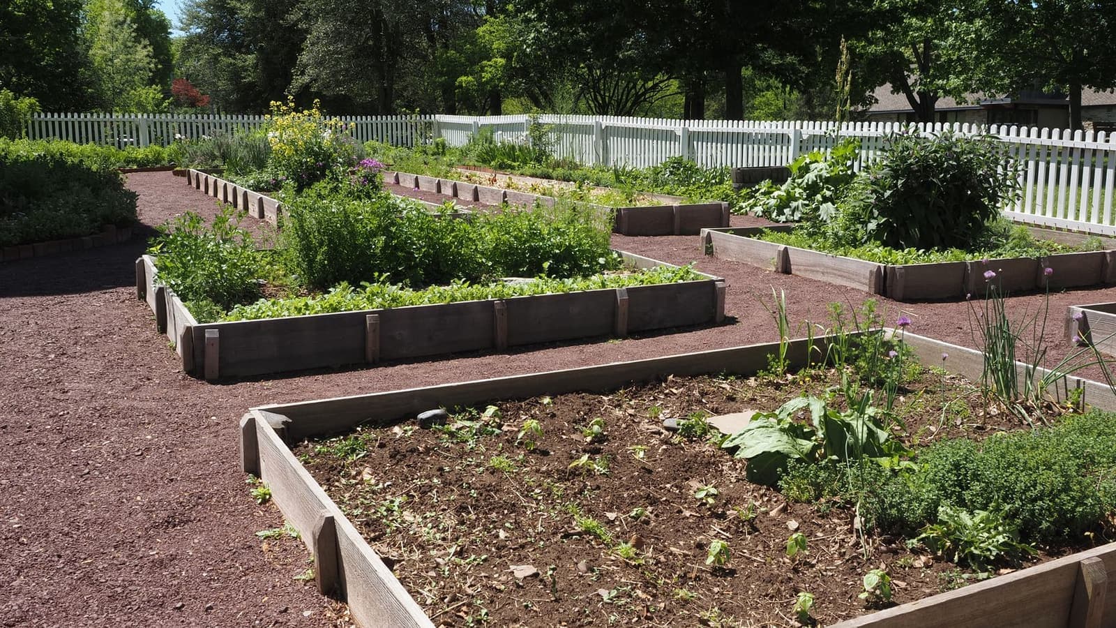 A community vegetable garden with timber raised beds on a sunny day