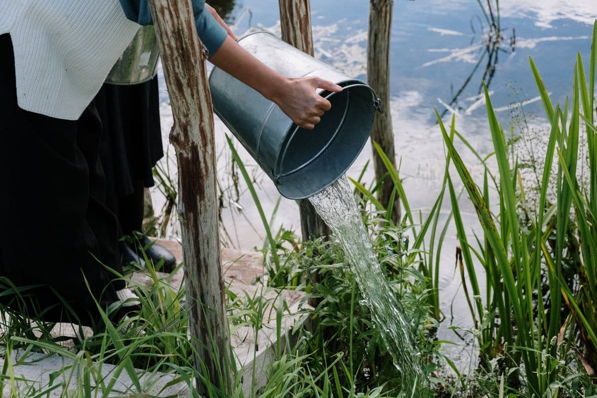 A person pouring water from a metal bucket beside a garden pond