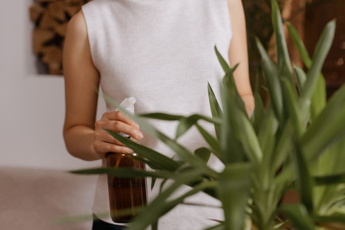 An adult misting indoor plants with a spray bottle