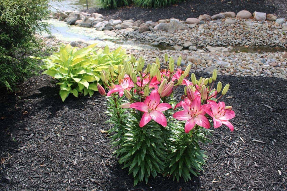 Pink lilies in a landscaped garden beside a stone-lined stream