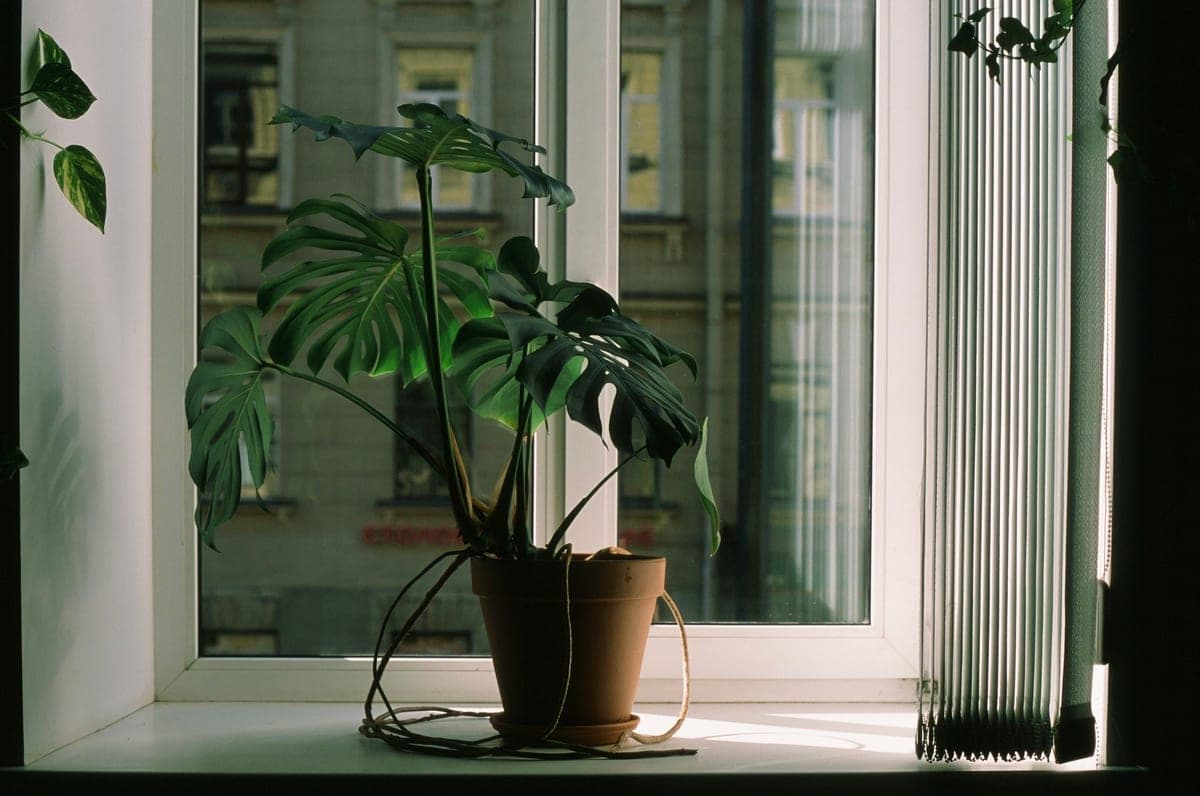 A monstera plant by a window casting soft shadows