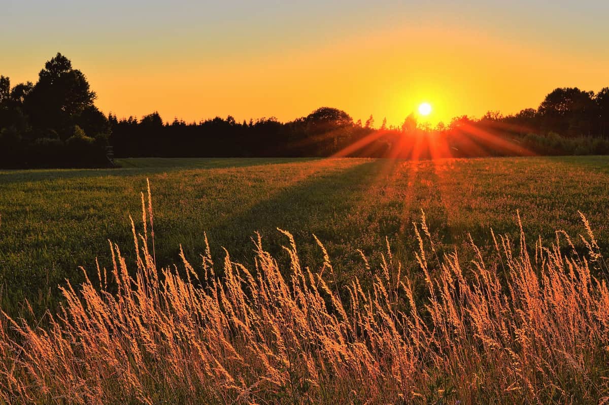 Golden sunlight over a rural field at sunset