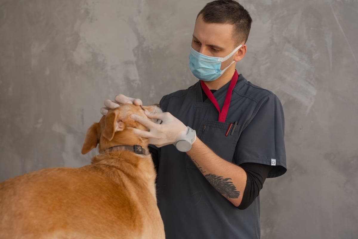 A veterinarian examining a dog during a checkup