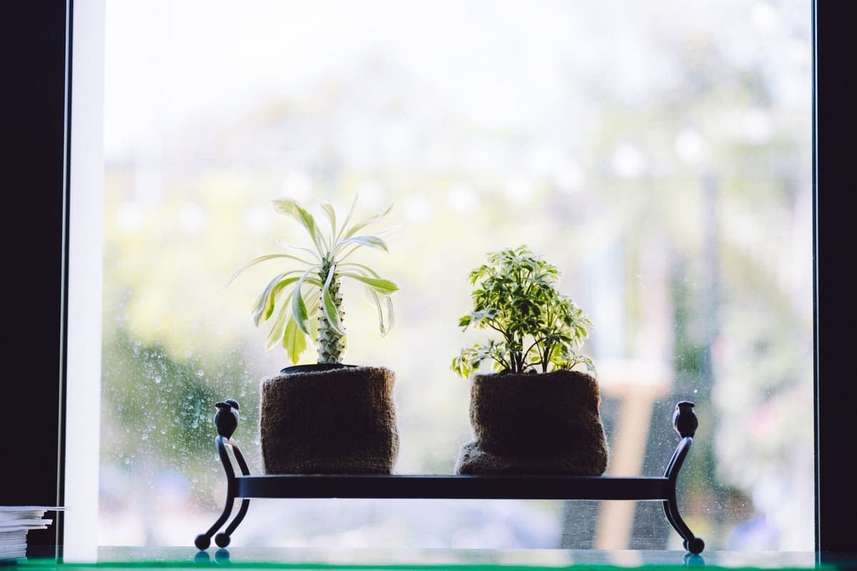 Two potted plants on a window sill with a blurred outdoor background