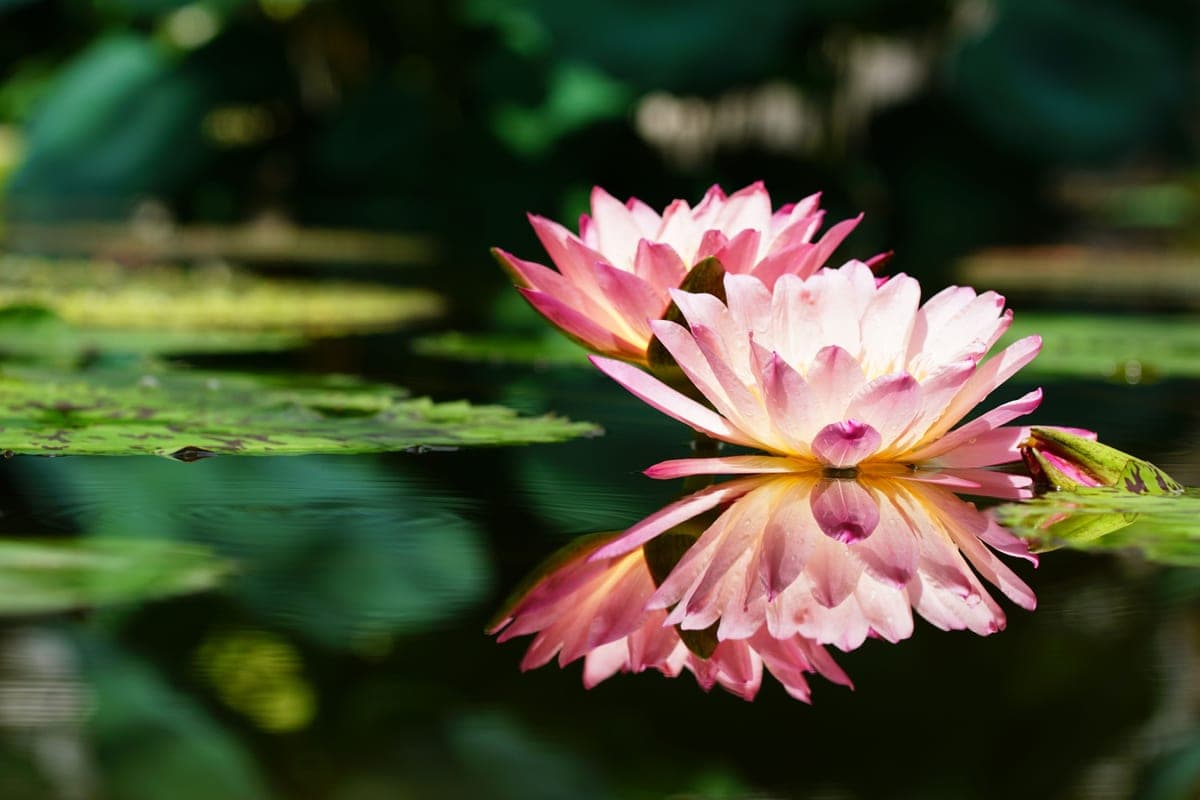 Pink water lilies reflected on still water