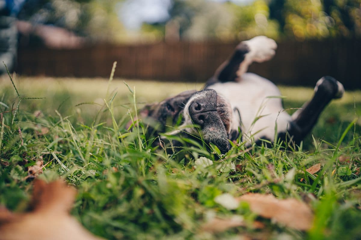A happy dog rolling on grass in a sunny backyard