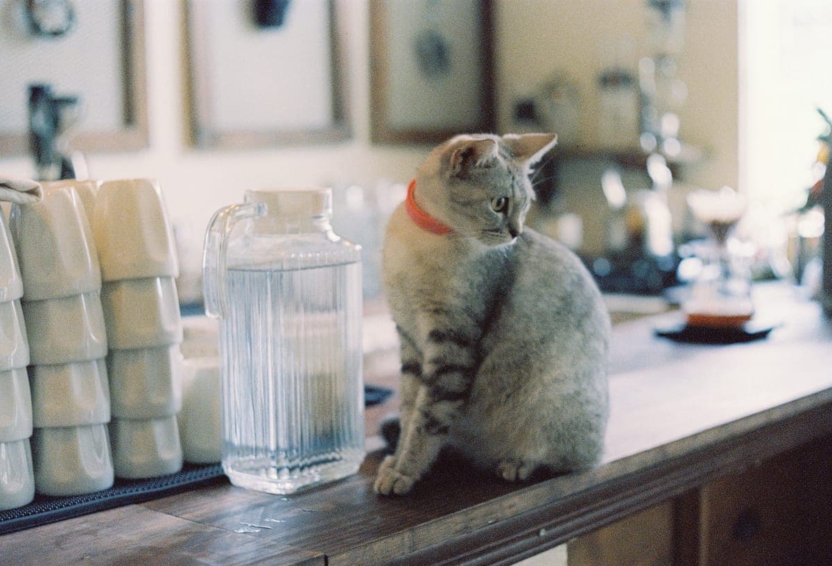 A gray cat with a red collar on a kitchen counter