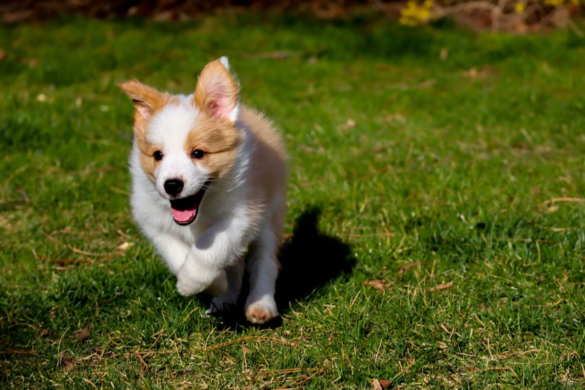 A fluffy puppy running on a green lawn