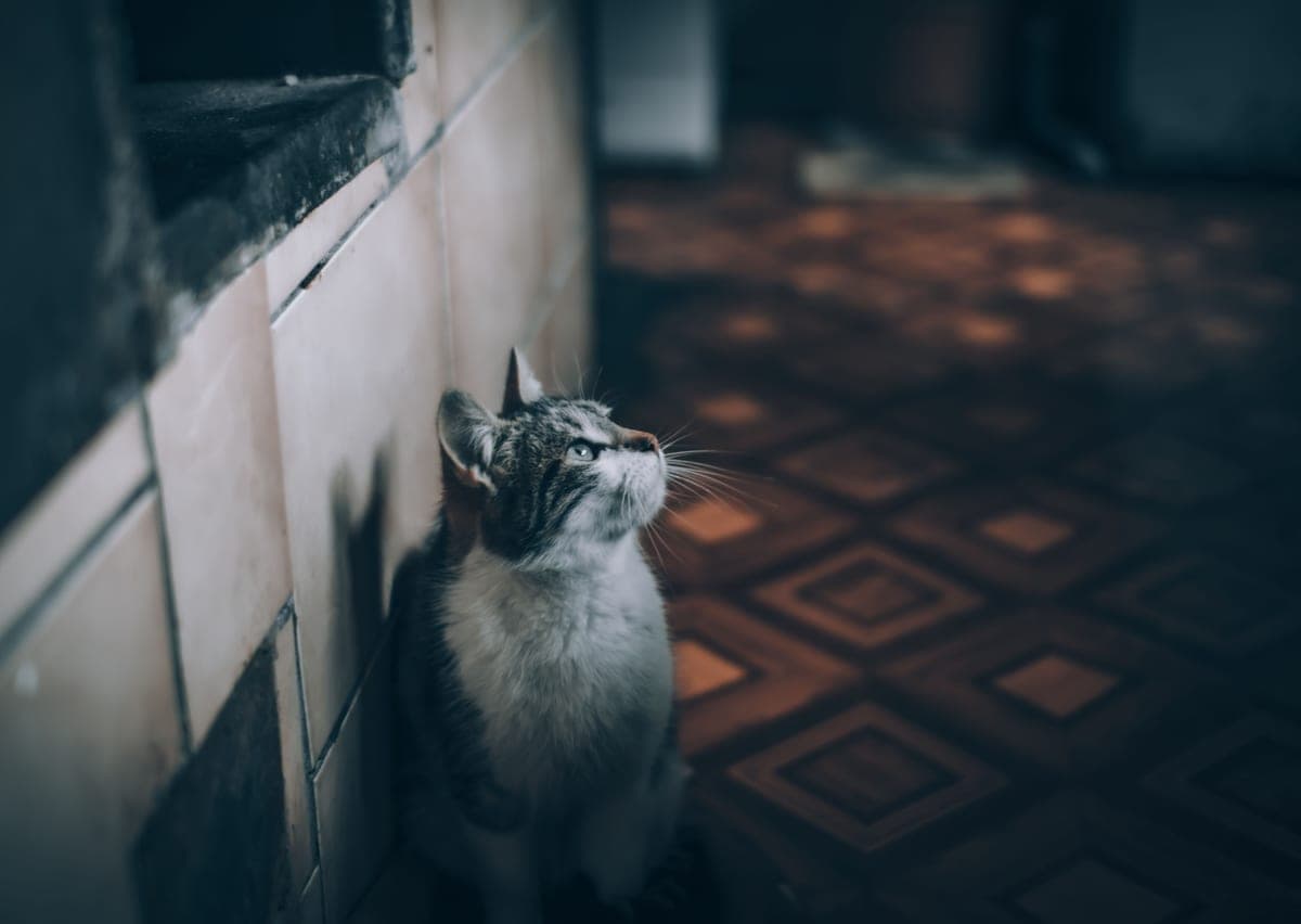 A tabby cat indoors, casting a shadow on the wall