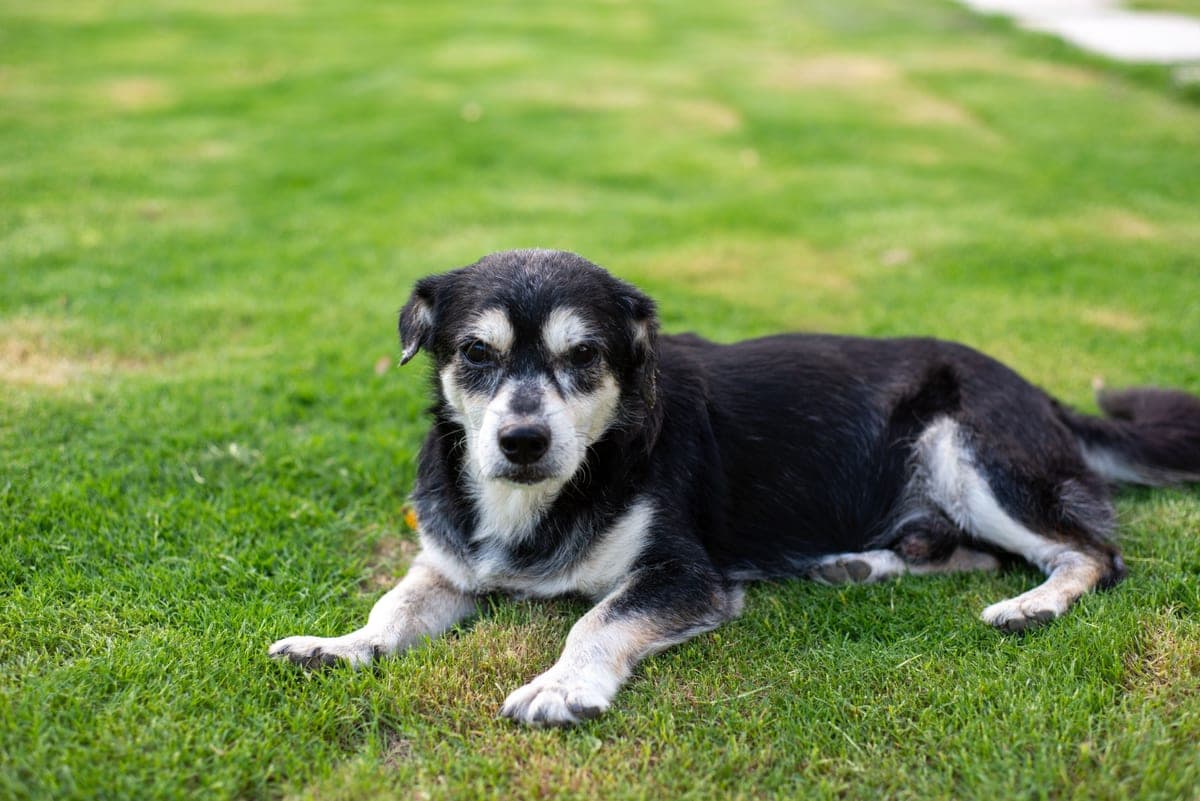 An older black and white dog resting on freshly cut grass
