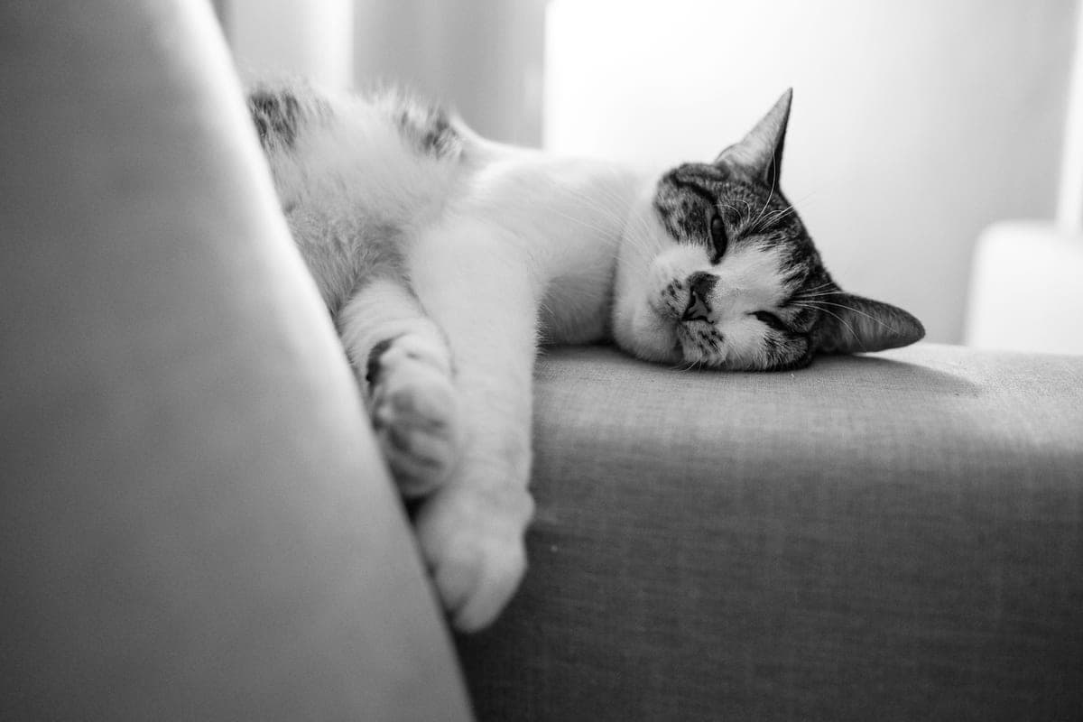 A cat sleeping peacefully on a sofa