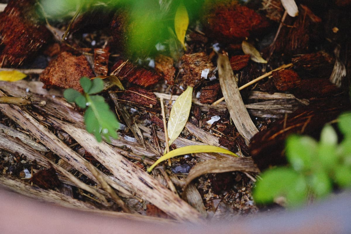 Close-up of leaves and soil in a compost heap