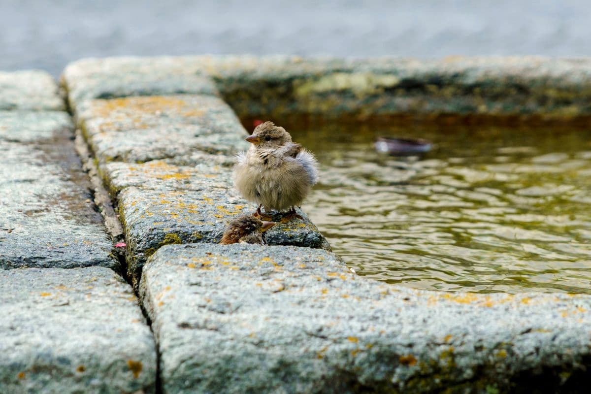 A sparrow perched on stone beside standing water in a garden