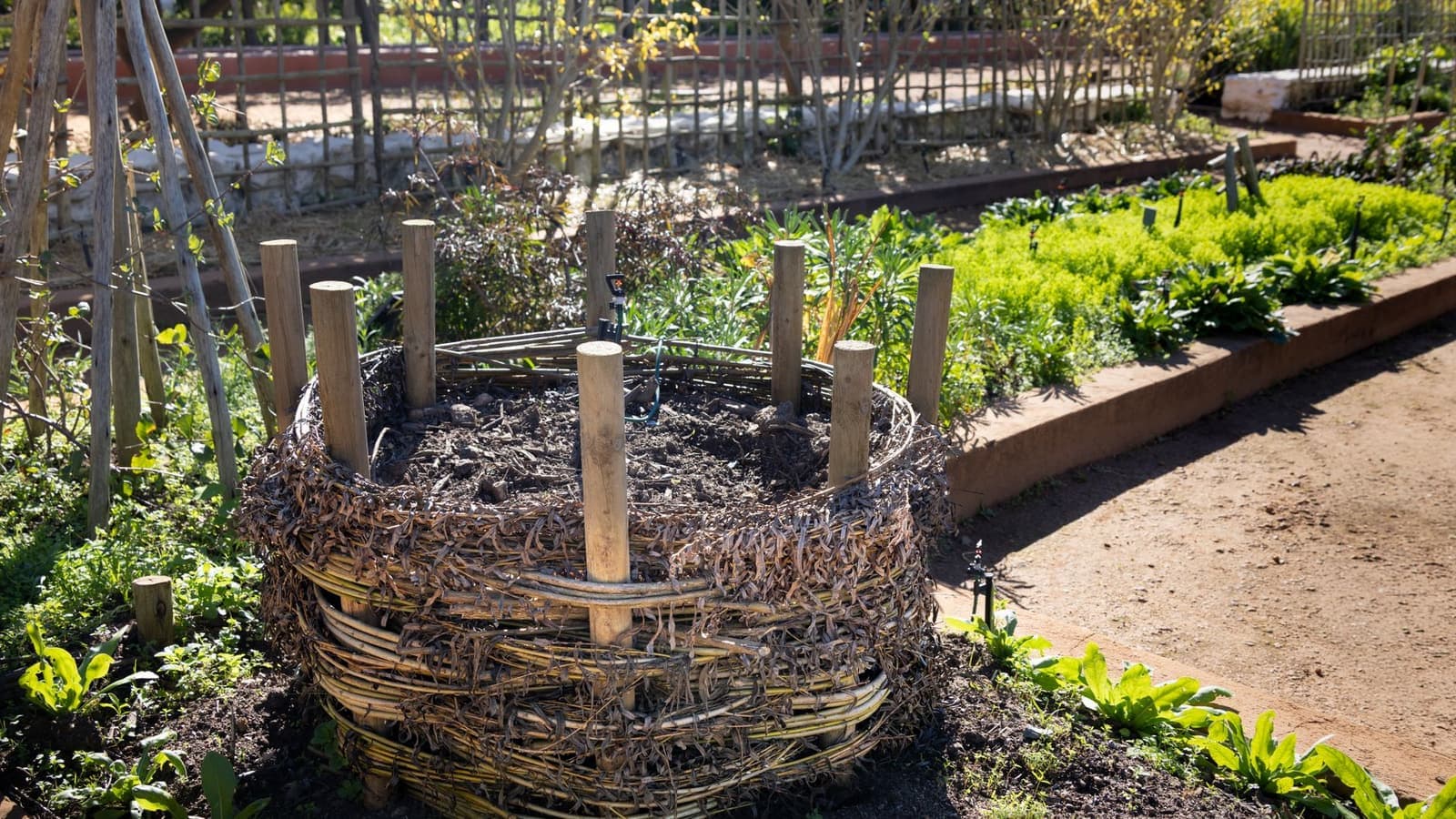 A woven compost bin in a lush garden surrounded by spring planting
