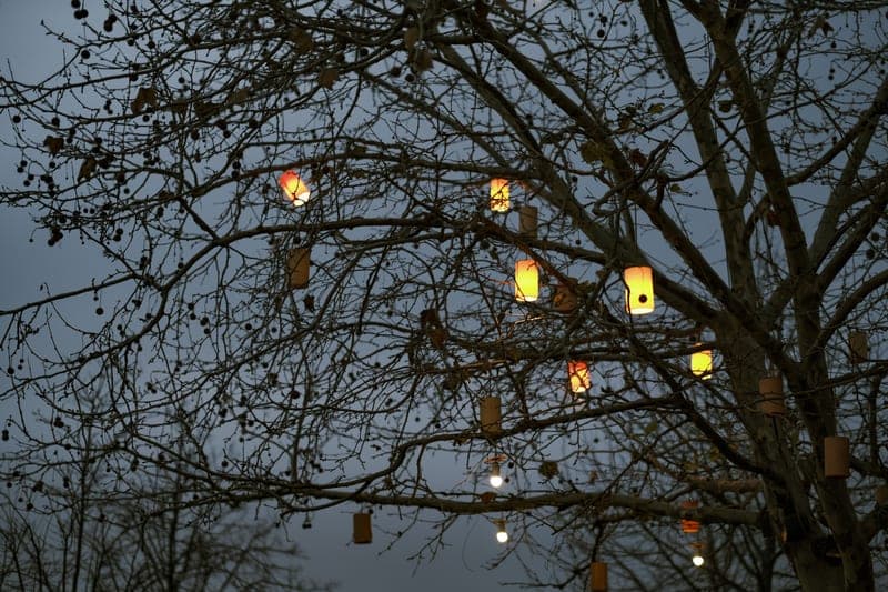 Lanterns glowing on bare branches against a dusky sky