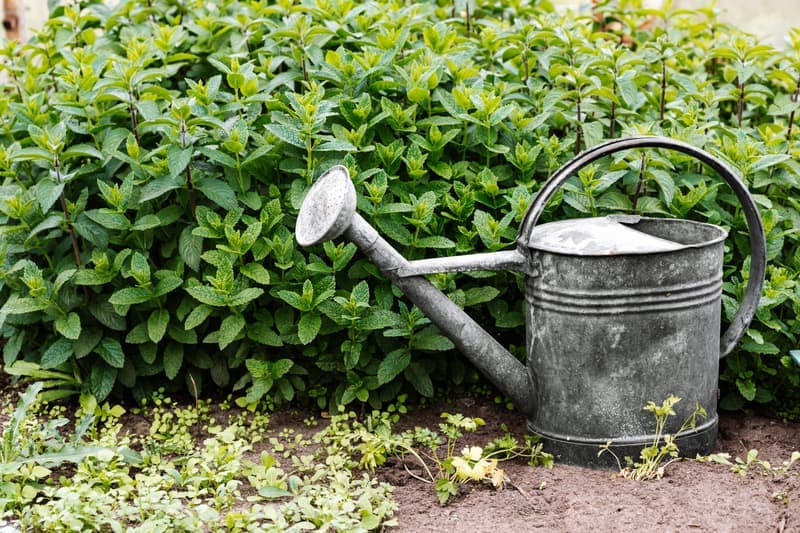 A metal watering can beside green shrubs in a garden