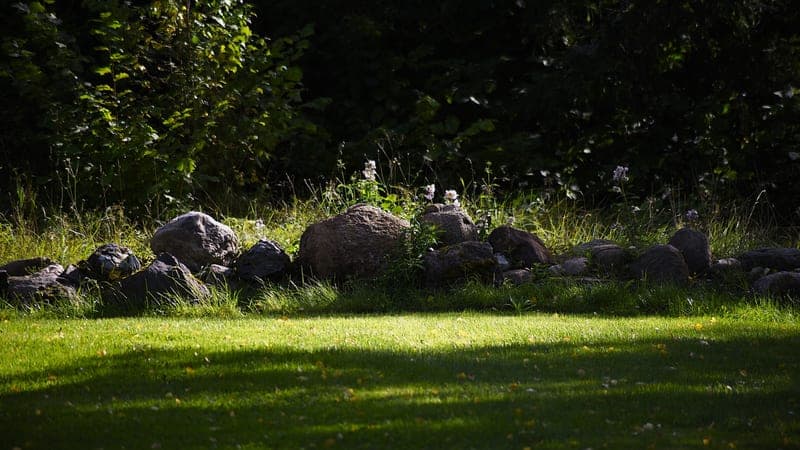 A sunny garden of grass and rocks