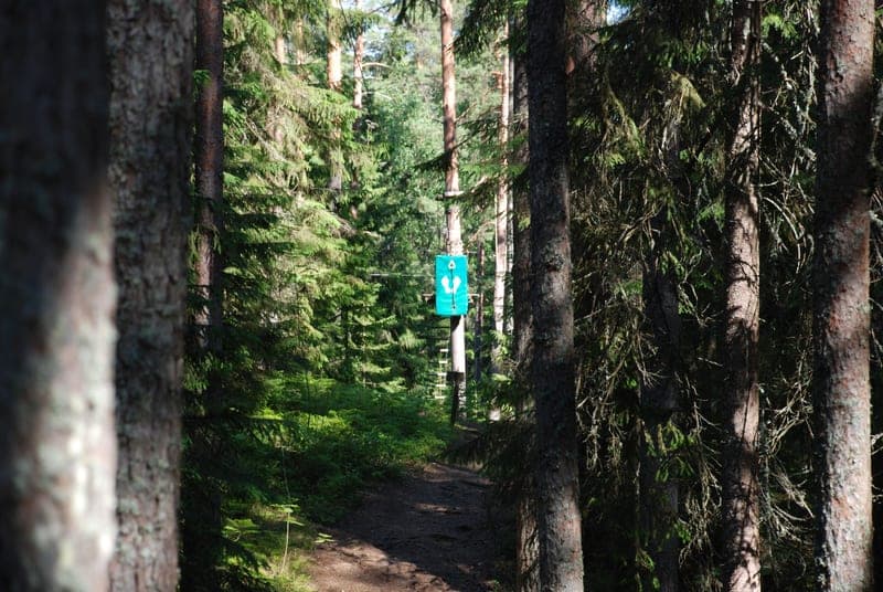 A forest trail with a trail marker sign among green trees