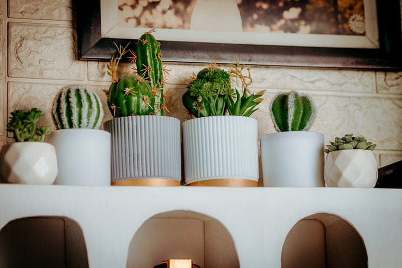 A collection of succulents and cacti in pots indoors