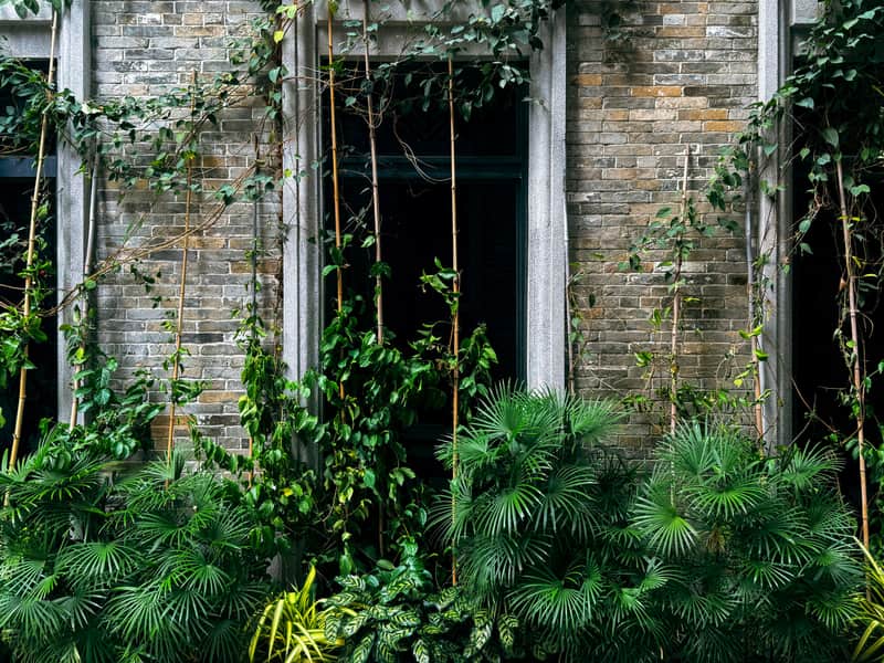 Vines growing up a brick wall beside a window