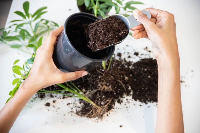 Hands potting a houseplant, with soil and garden tools alongside